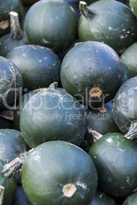 Rondini cucurbita pumpkin pumpkins from autumn harvest