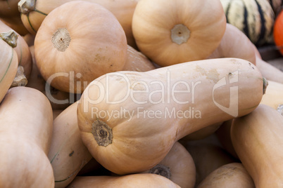 Butternut Butternuss cucurbita pumpkin pumpkins from autumn harv