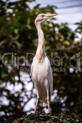 Egret nesting