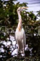 Egret nesting