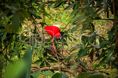 Red ibis in lush greenery