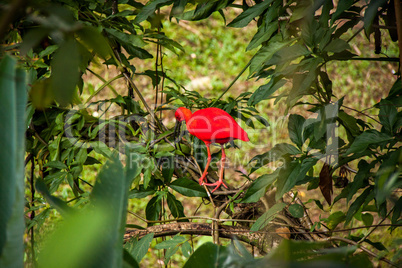 Red ibis in lush greenery