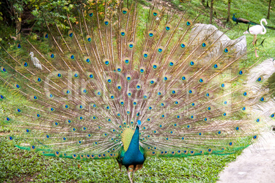 Peacock in a mating display
