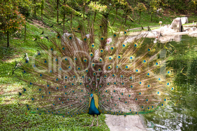 Peacock in a mating display