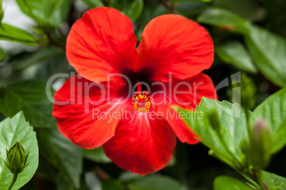 beautiful red hibiscus flower in summer outdoor