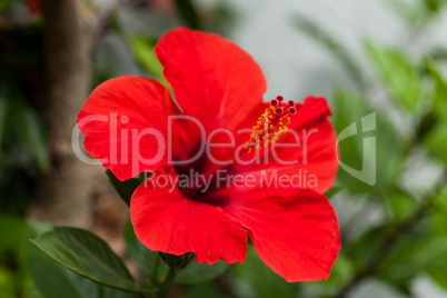 beautiful red hibiscus flower in summer outdoor