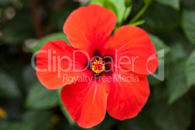 beautiful red hibiscus flower in summer outdoor