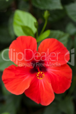 beautiful red hibiscus flower in summer outdoor