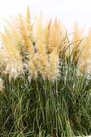 feathery grass background outdoor