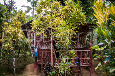 Stony river bed in a lush green jungle