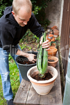 gardener repot young aloe vera plants