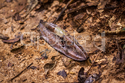 Ant on a seed pod