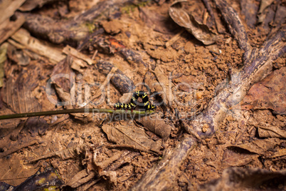 Striped yellow and black caterpillar