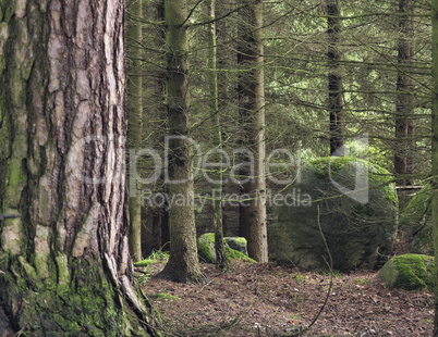 boulder in forest