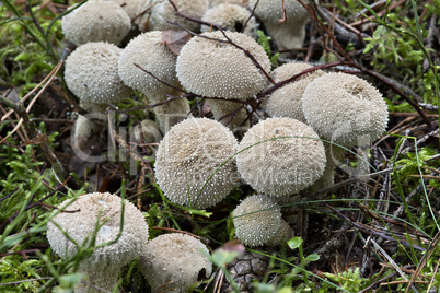 starfish fungus