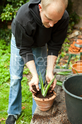 gardener repot young aloe vera plants