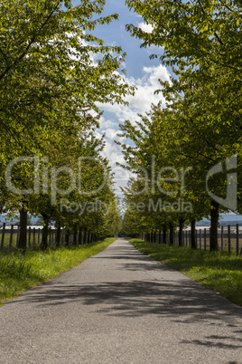 Rural road lined with leafy green trees