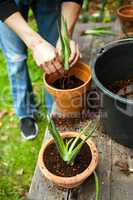gardener repot young aloe vera plants