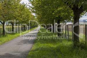 Rural road lined with leafy green trees