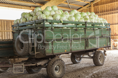 Freshly harvested potatoes and cabbages