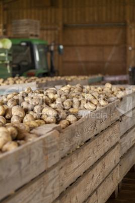 Freshly harvested potatoes and cabbages