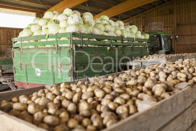 Freshly harvested potatoes and cabbages