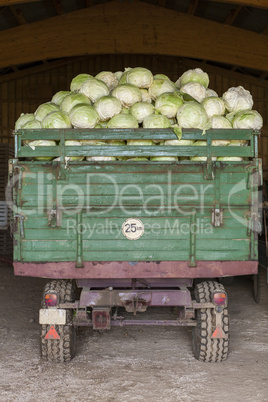 Freshly harvested potatoes and cabbages