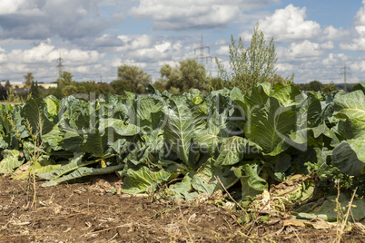 green cabbage plant field outdoor in summer