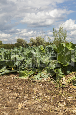 green cabbage plant field outdoor in summer