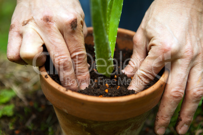 gardener repot young aloe vera plants