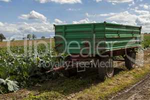 Harvesting fresh cabbages in the field