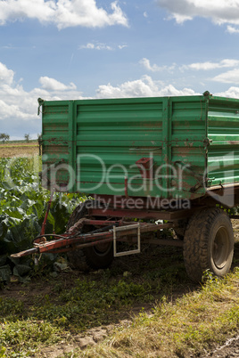 Harvesting fresh cabbages in the field