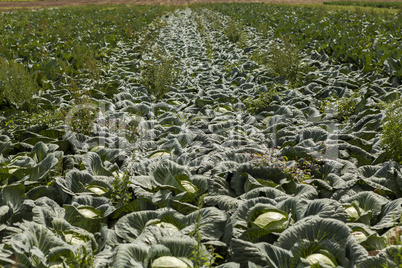 green cabbage plant field outdoor in summer