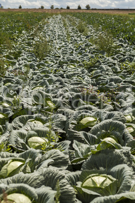 green cabbage plant field outdoor in summer