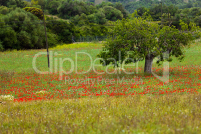 beautiful poppy field in red and green landscape