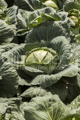 green cabbage plant field outdoor in summer