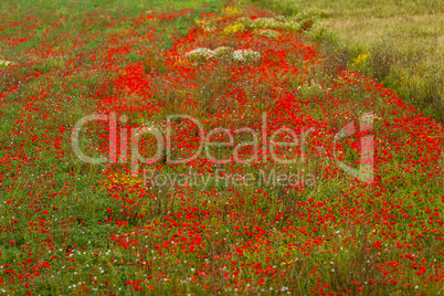 beautiful poppy field in red and green landscape