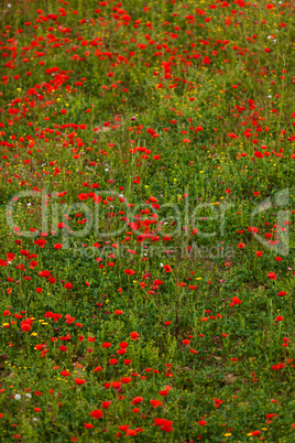 beautiful poppy field in red and green landscape