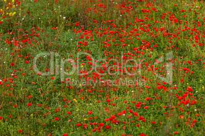 beautiful poppy field in red and green landscape