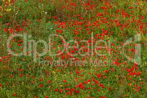 beautiful poppy field in red and green landscape