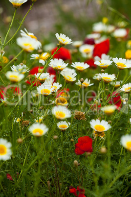 beautiful poppy field in red and green landscape