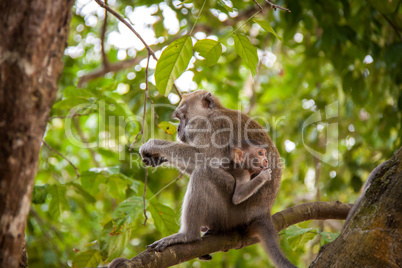 Adult macaque monkey sitting eating fruit