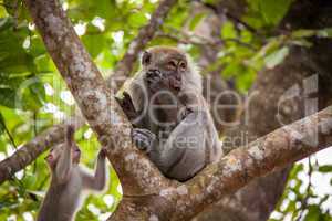 Adult macaque monkey sitting eating fruit