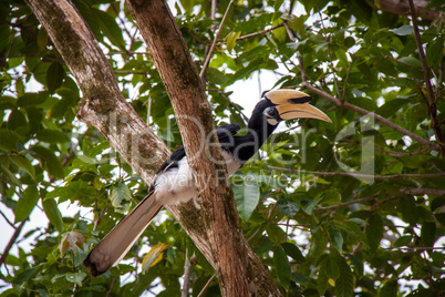 Hornbill perched in a tree