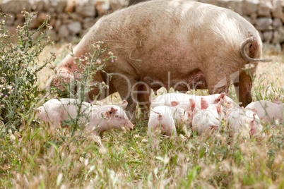 cute little pig piglet outdoor in summer
