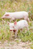 cute little pig piglet outdoor in summer
