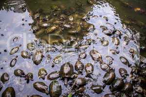 Large group of terrapins in a shallow pond