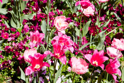 beautiful colorful pink tulips outdoor in spring