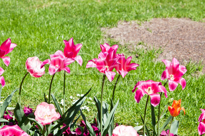 beautiful colorful pink tulips outdoor in spring