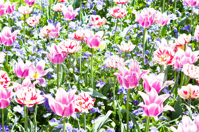 beautiful colorful pink tulips outdoor in spring